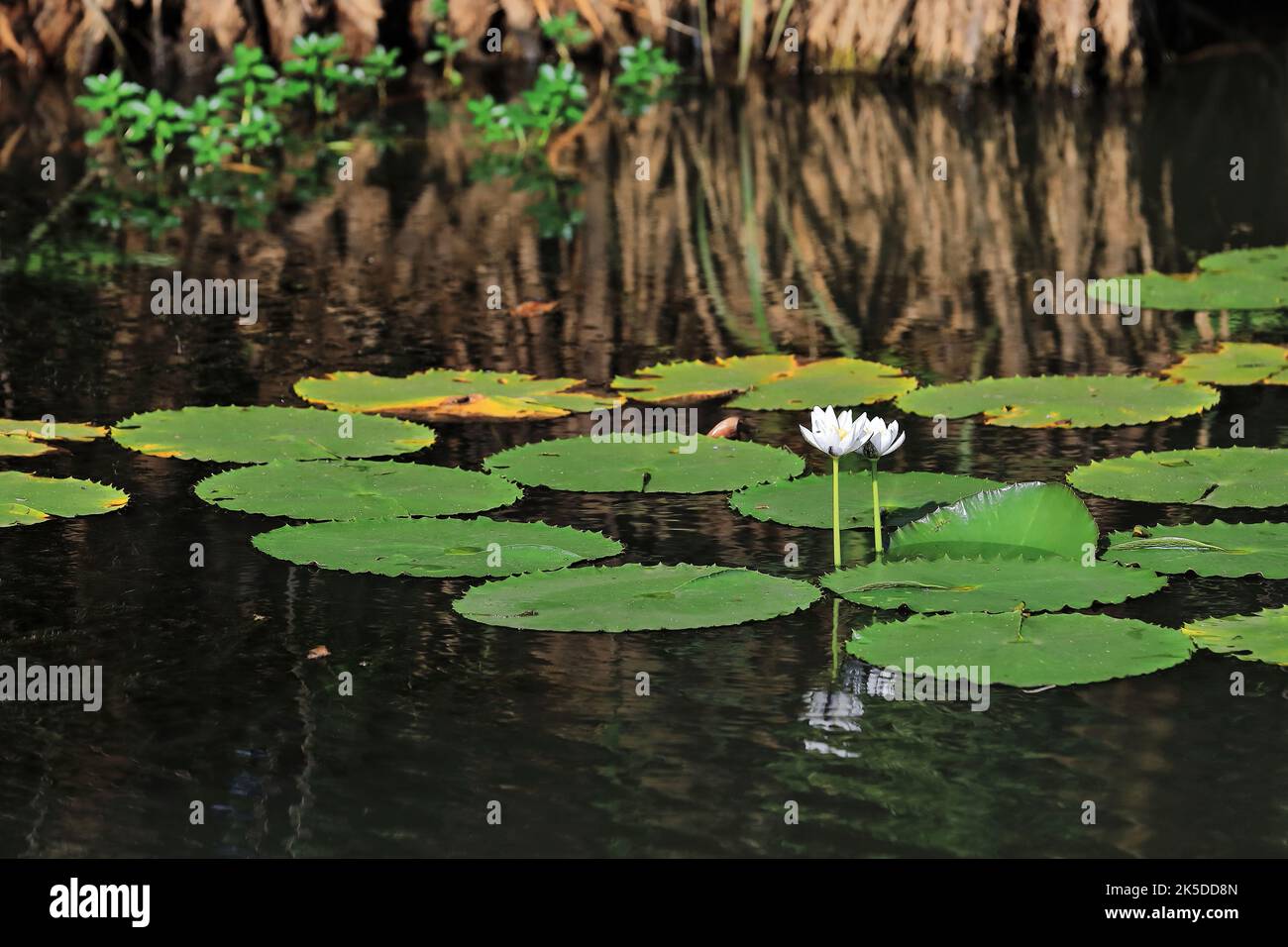 237 White water lily flowers -Nymphaea gigantea- in the mirroring water of Yellow Water Billabong. Kakadu-Australia. Stock Photo