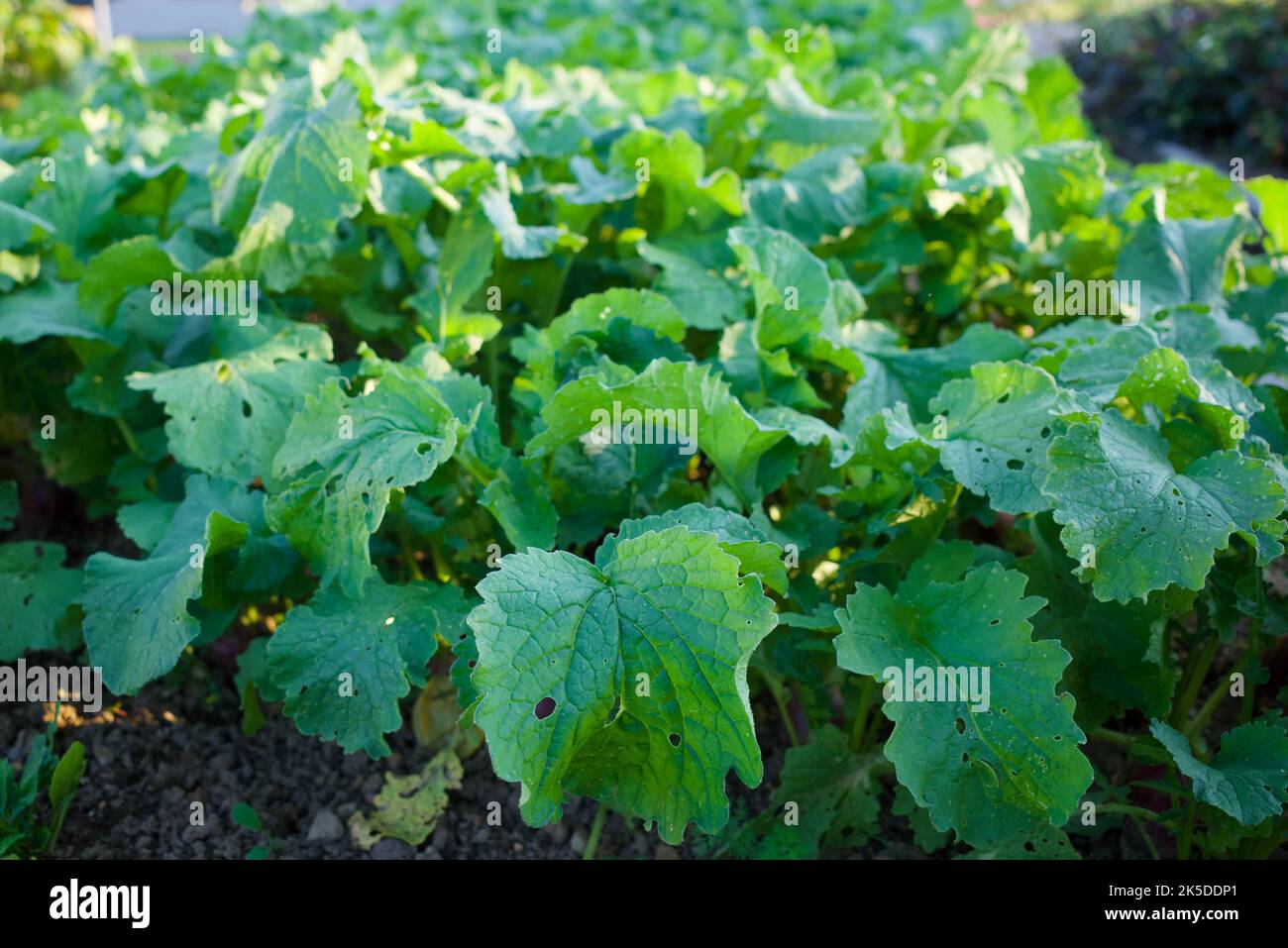 Those are radish leaves. You can see some chewed holes in them Stock