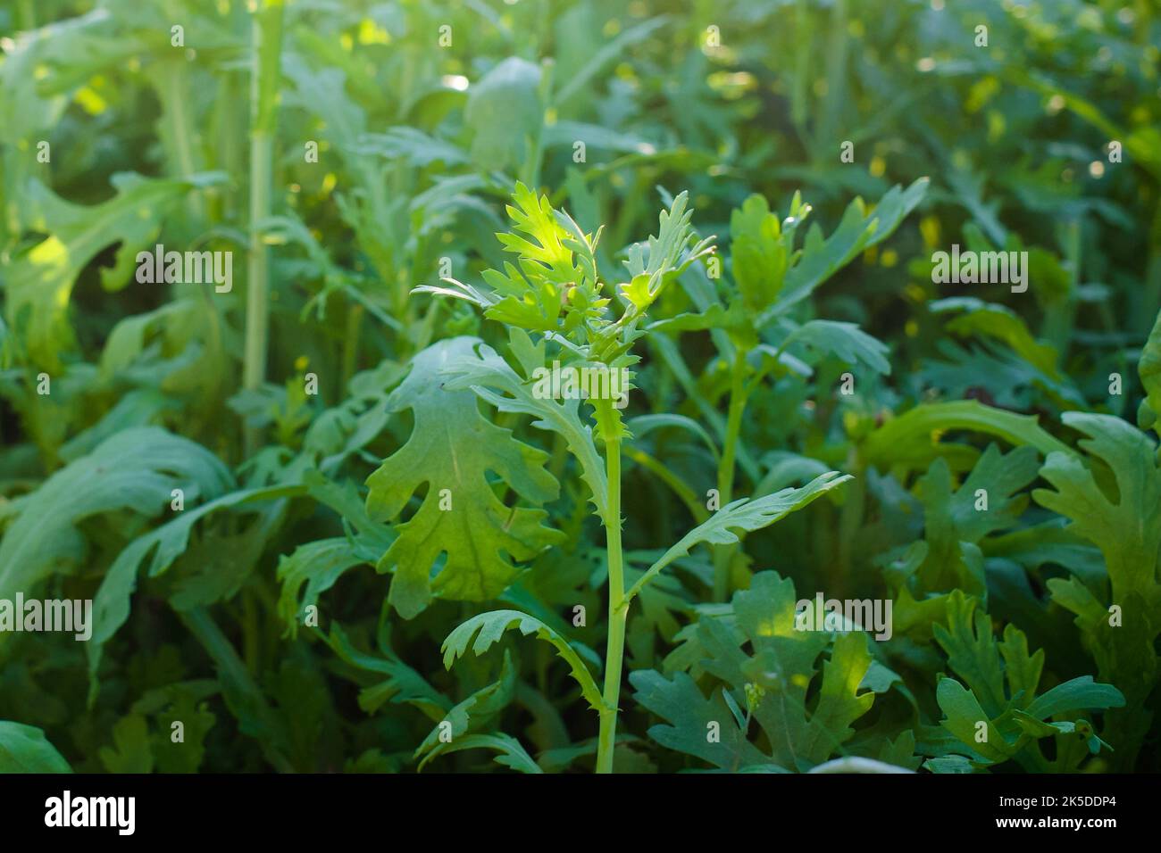 organic farm, organic vegetables, organic farming, organic background