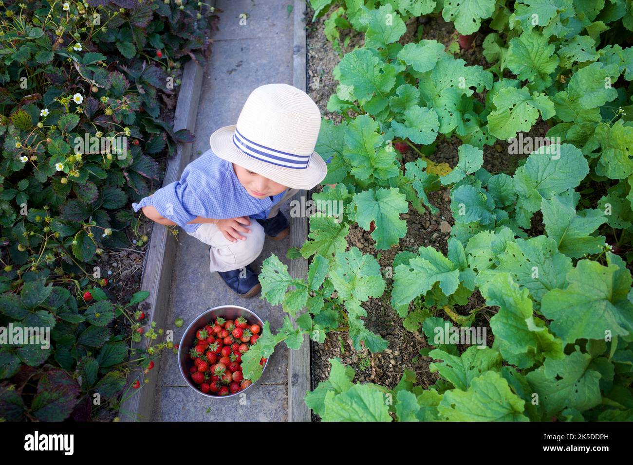 A boy picking strawberries in an organic garden Stock Photo - Alamy
