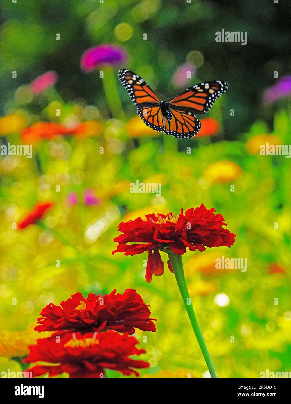 Monarch butterfly in flight in garden of flowers in Michigan, USA Stock
