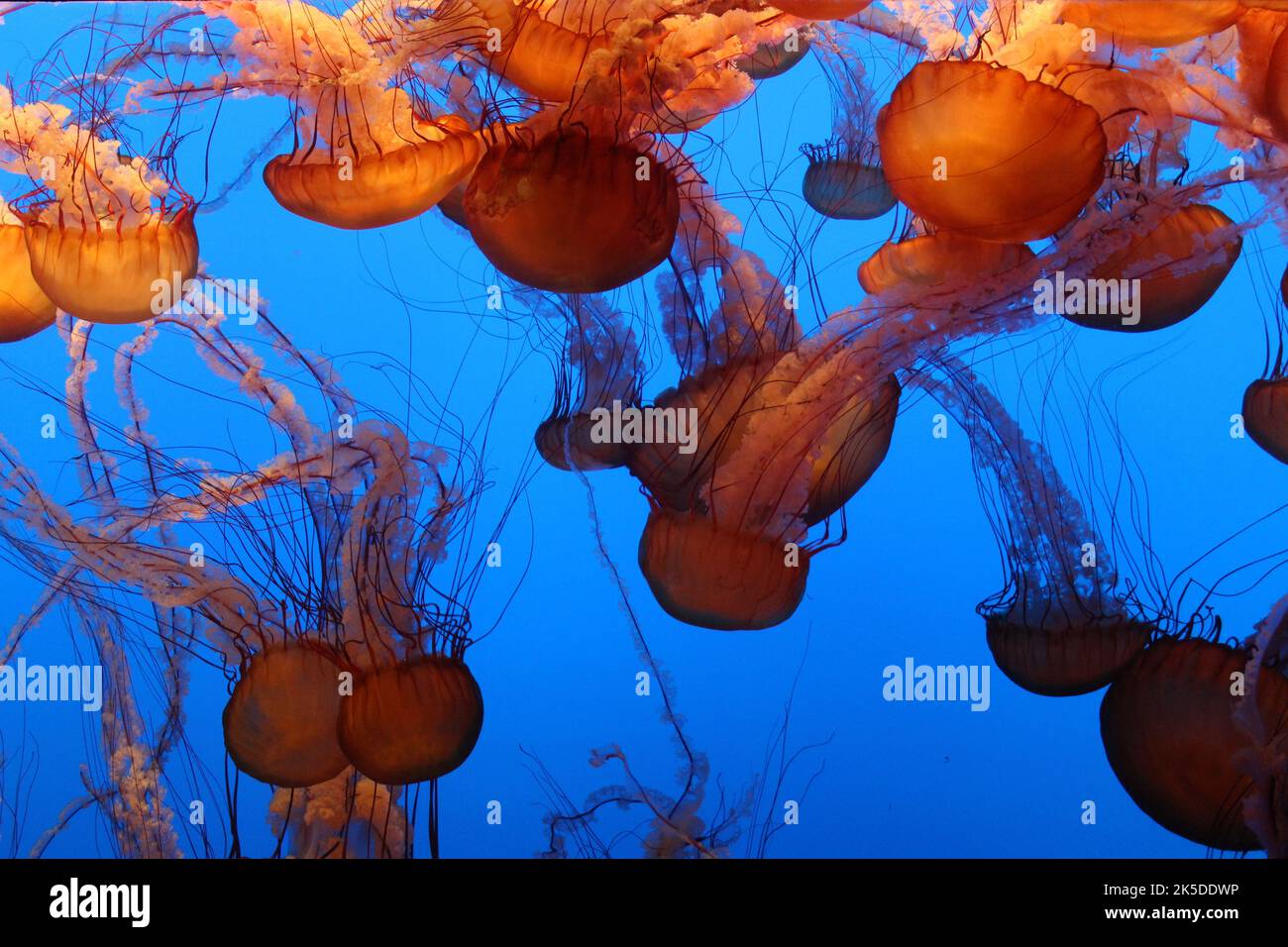 A beautiful marine background of pacific sea nettle jellyfish captured underwater Stock Photo