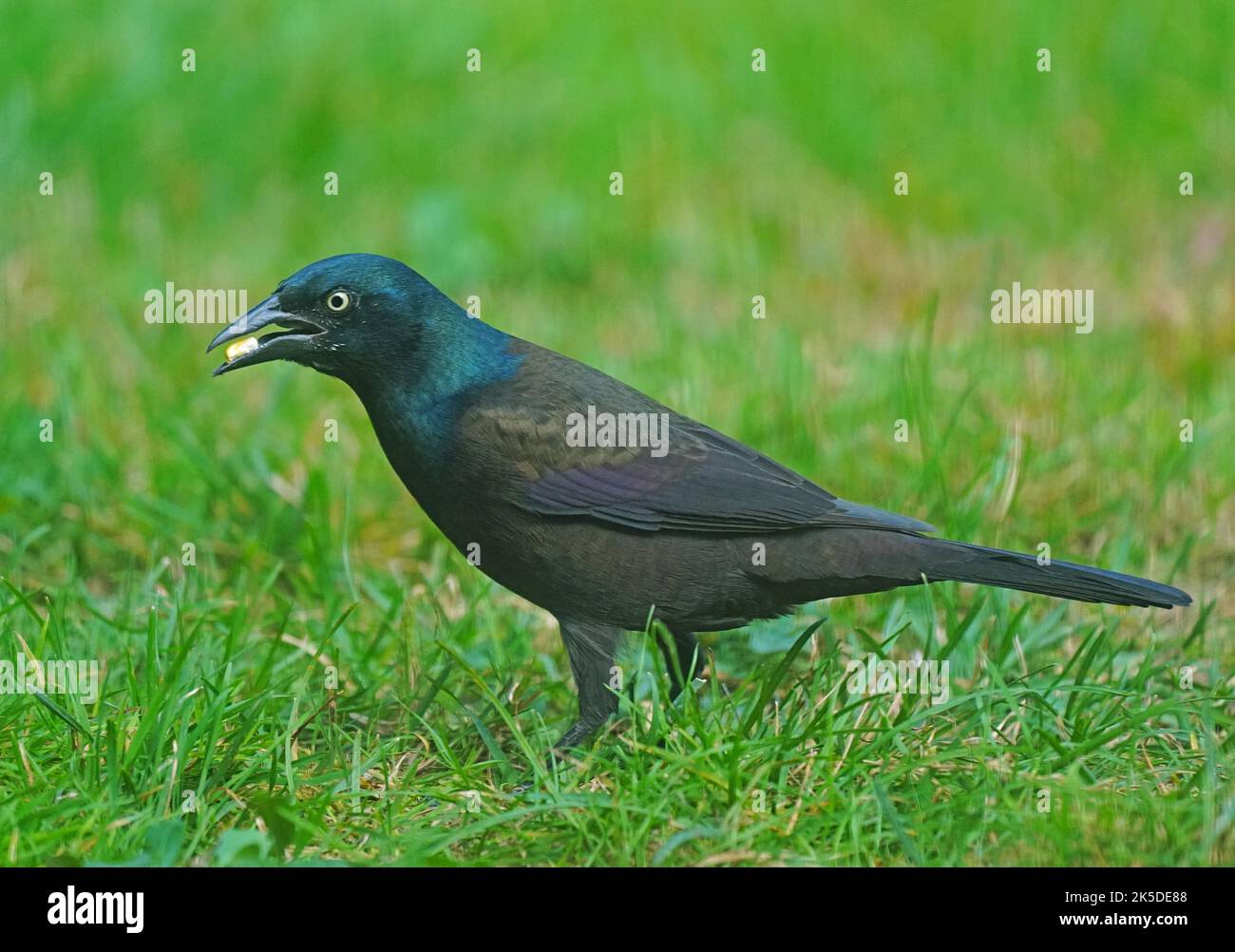 Common Grackle in Michigan, USA Stock Photo Alamy