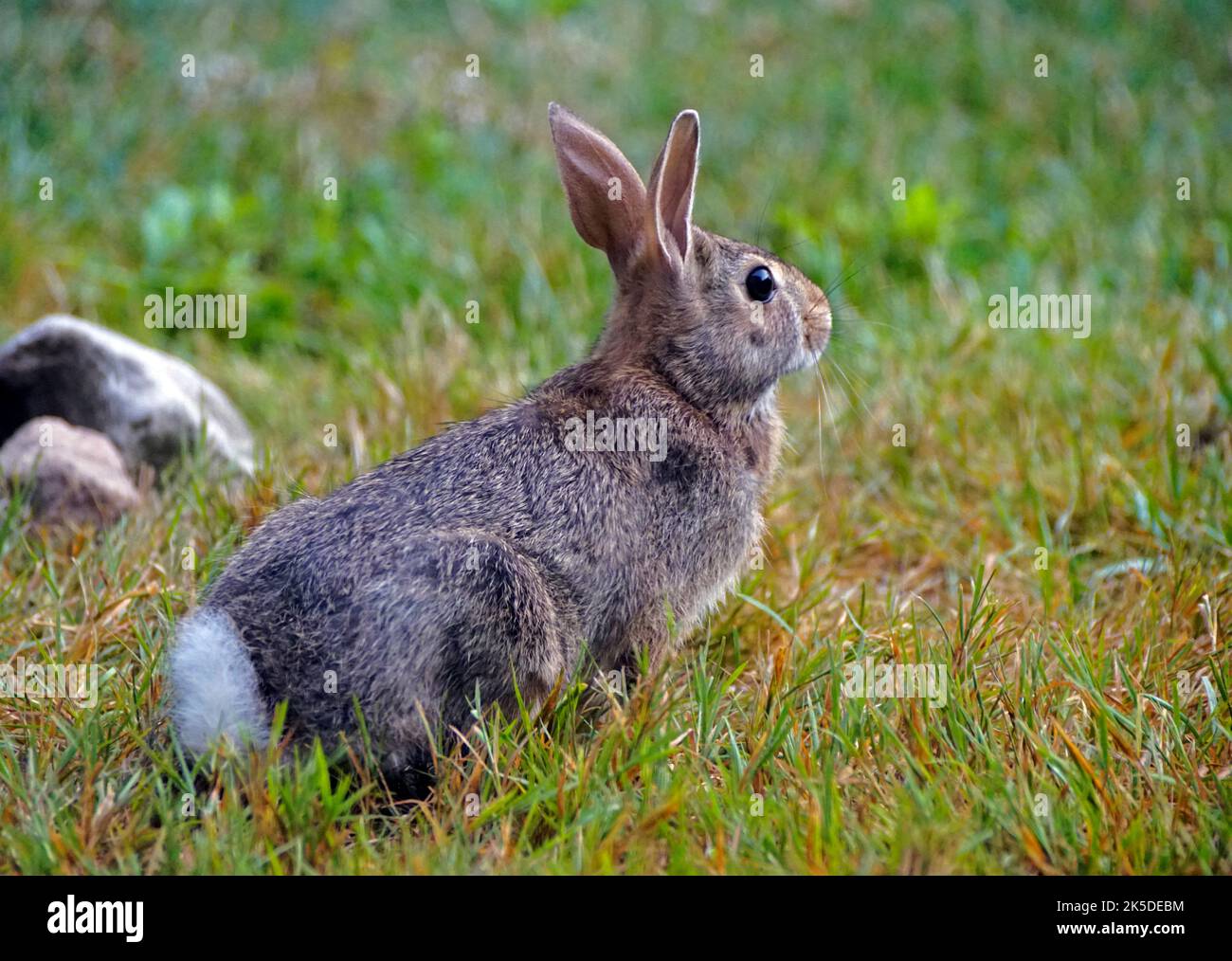 Cottontail rabbit in southern michigan stock photo alamy