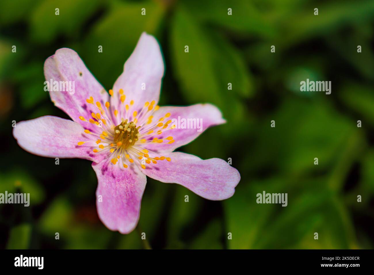 Close-up of beautiful wild pink Anemone growing in wooded areas Stock Photo