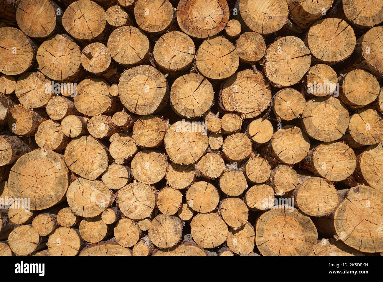 Log wall texture full frame. Stock Photo
