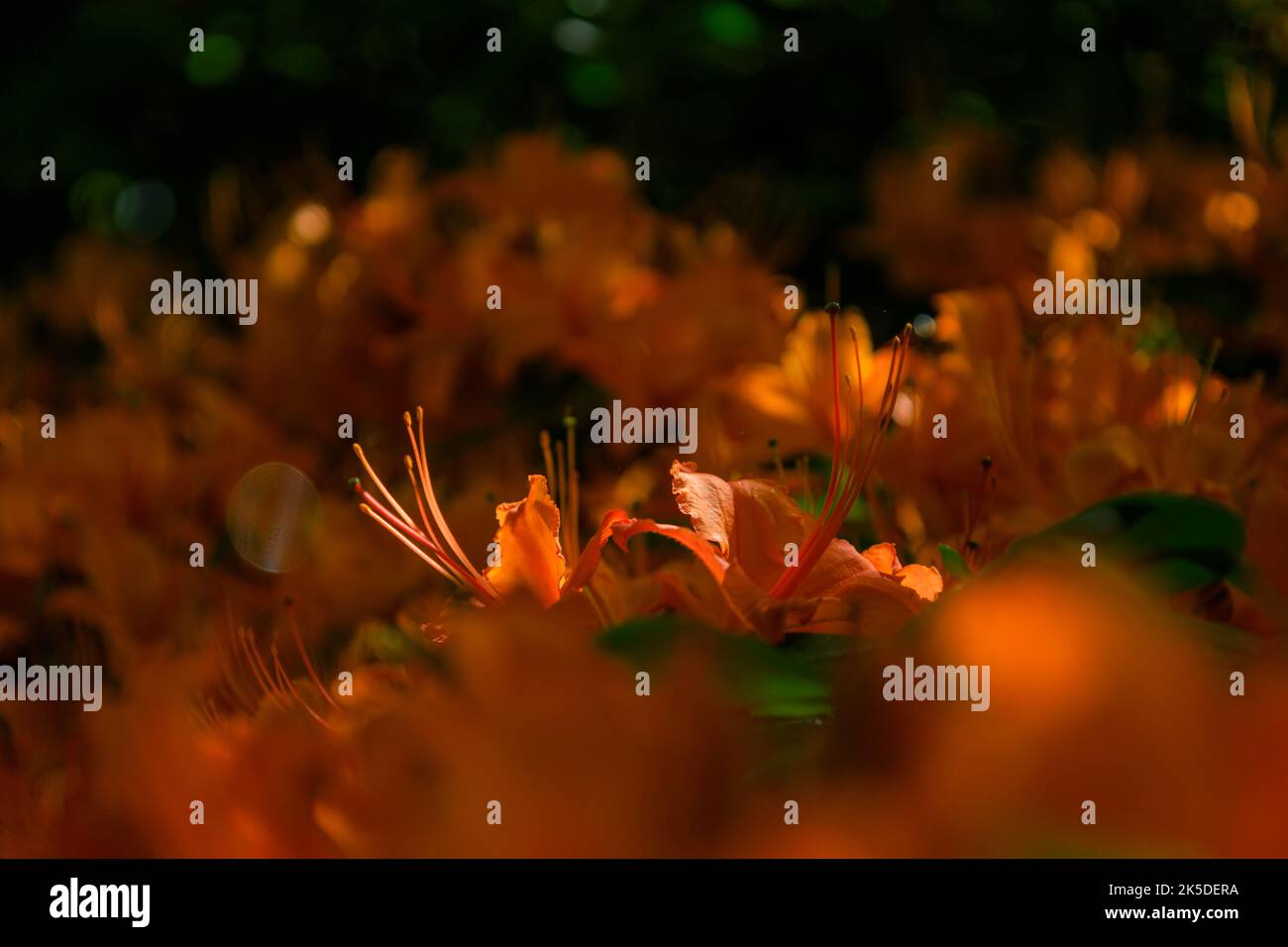 Close-up at flame azalea. Beautiful orange flower Stock Photo