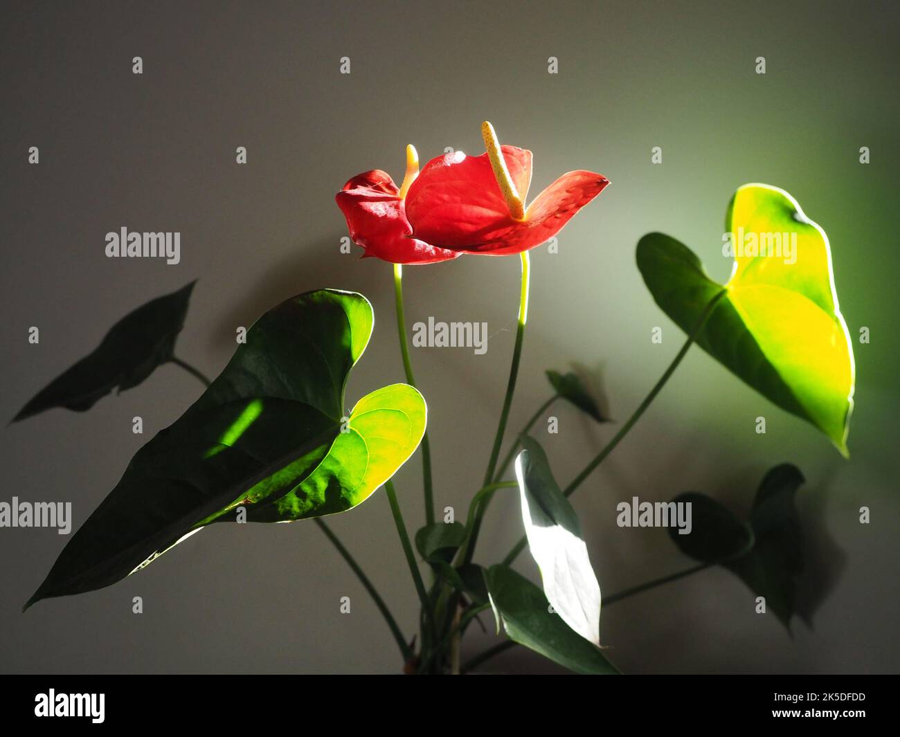 Anthurium in natural light, indoors Stock Photo