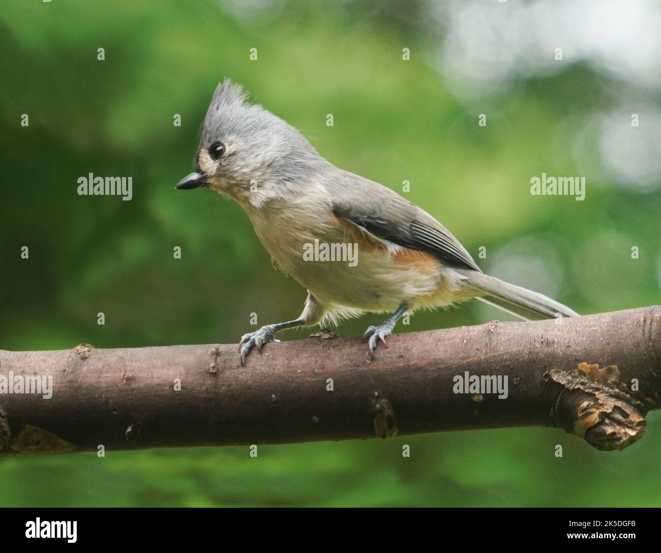 Tufted Titmouse in Michigan, USA. Stock Photo