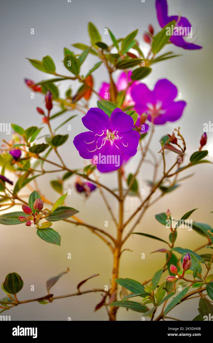 A vertical shot of delicate purple lasiandra flowers Stock Photo