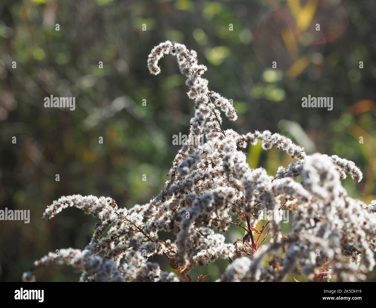 Dry goldenrod in autumn time Stock Photo