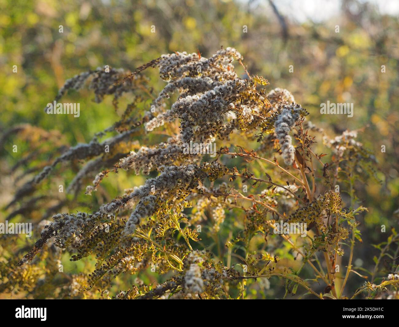 Dry goldenrod in autumn time Stock Photo