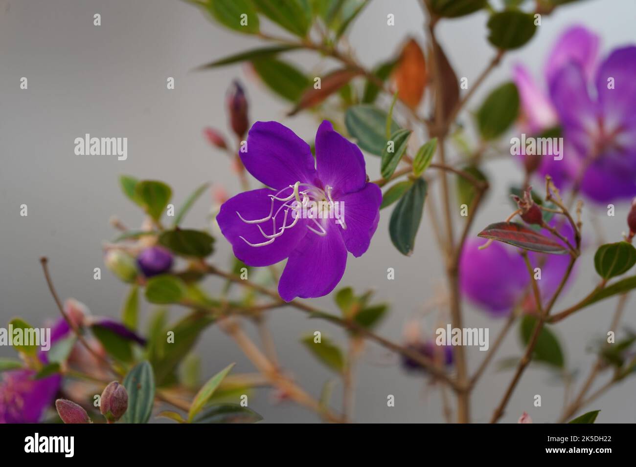 A closeup of delicate purple lasiandra flowers Stock Photo