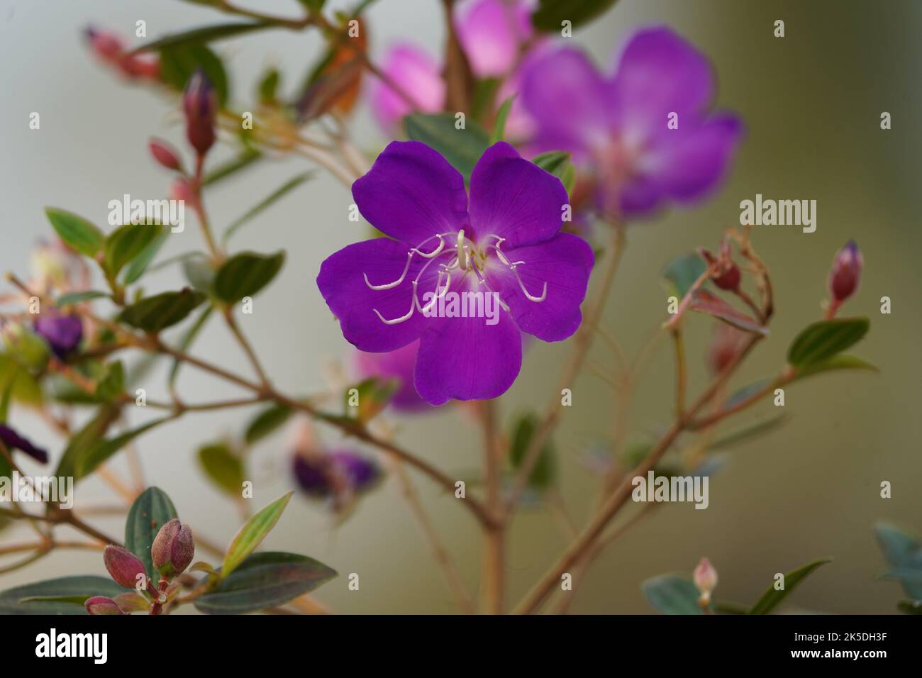 A shallow focus of delicate purple lasiandra flowers Stock Photo