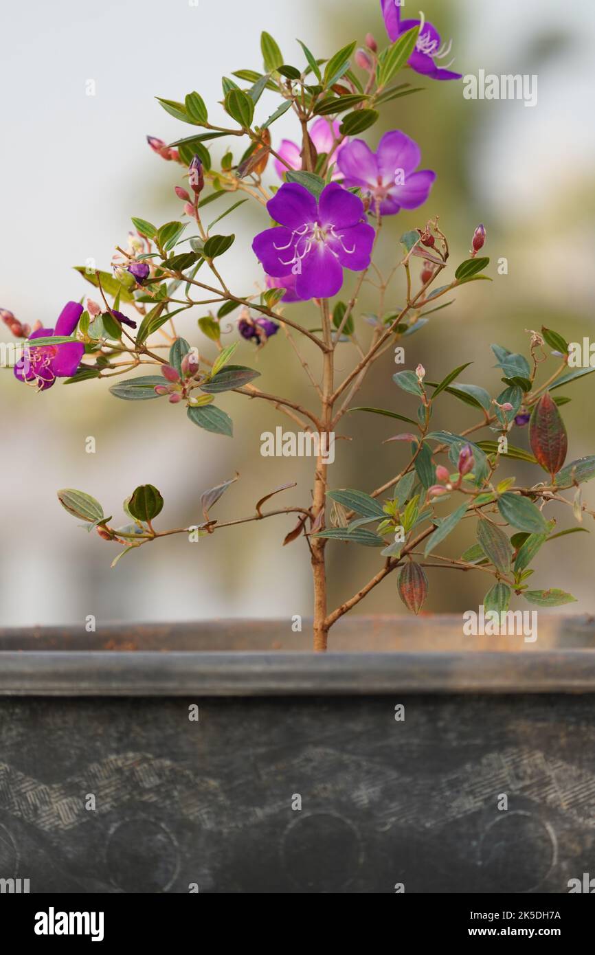 A shallow focus of delicate purple lasiandra flowers growing in a pot Stock Photo