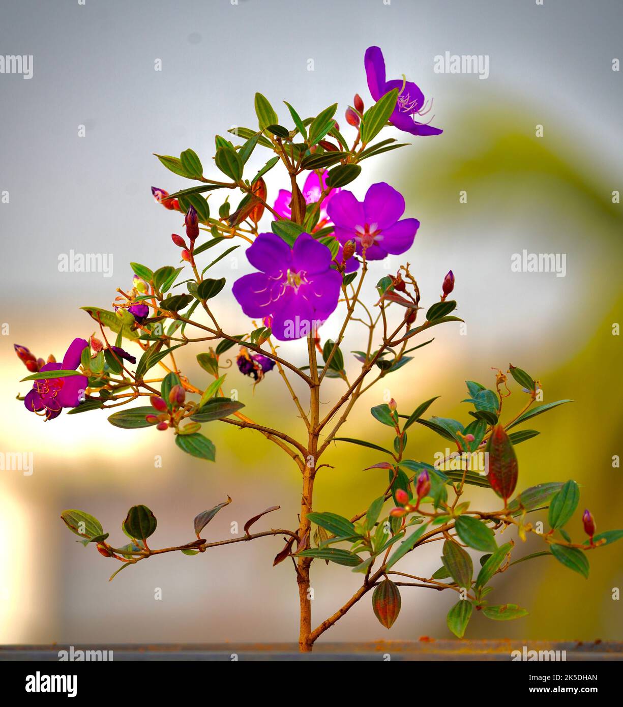 A shallow focus of delicate purple lasiandra flowers Stock Photo