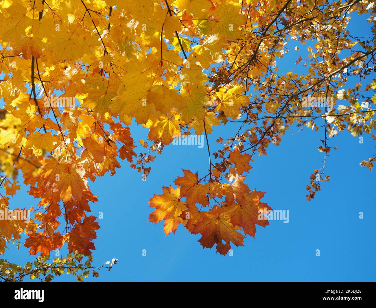Beautiful colourful autumn leaf hi-res stock photography and images - Alamy