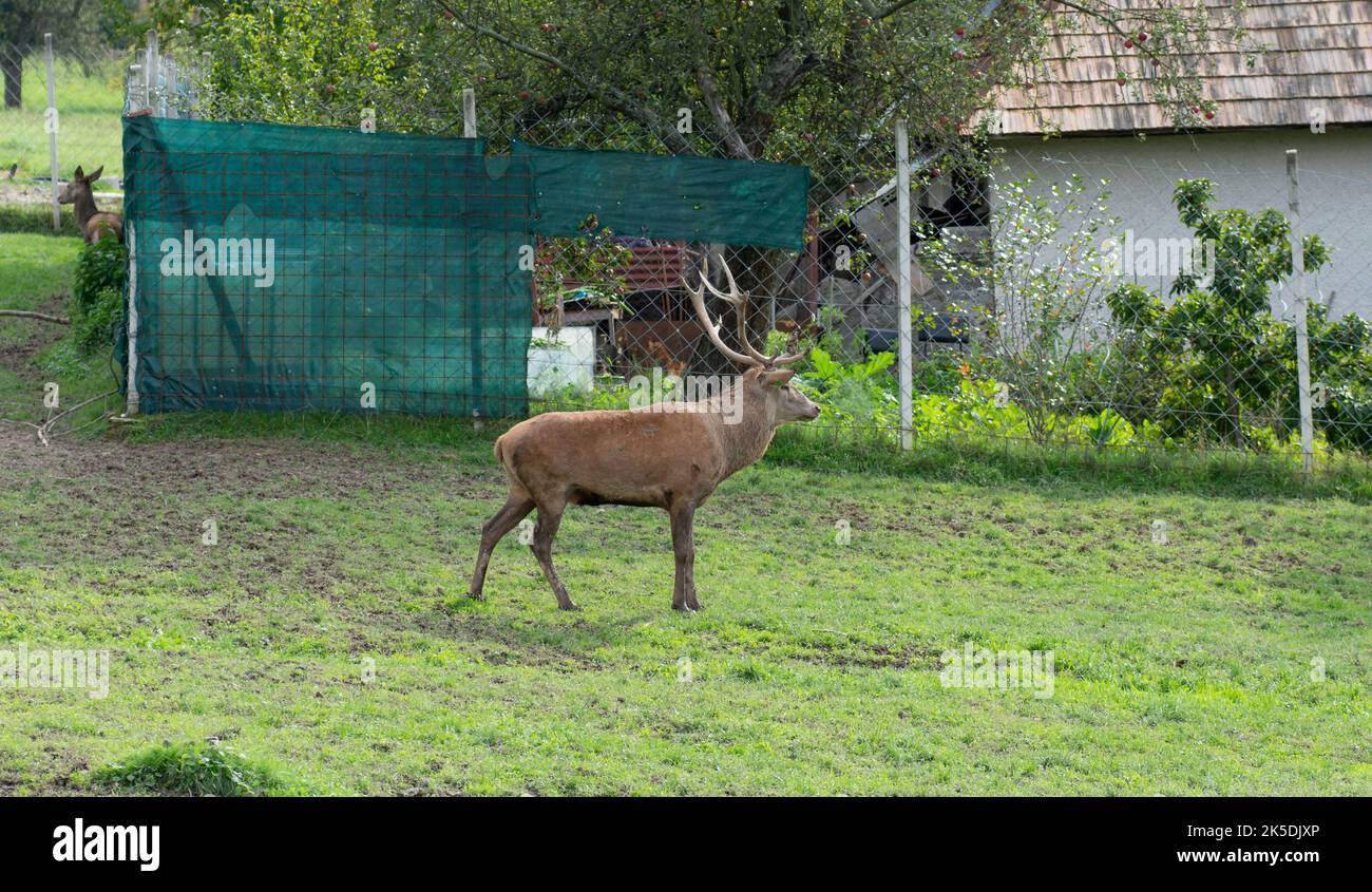 Red deer management. Deer breeding in captivity. Keeping wild animals. Stock Photo