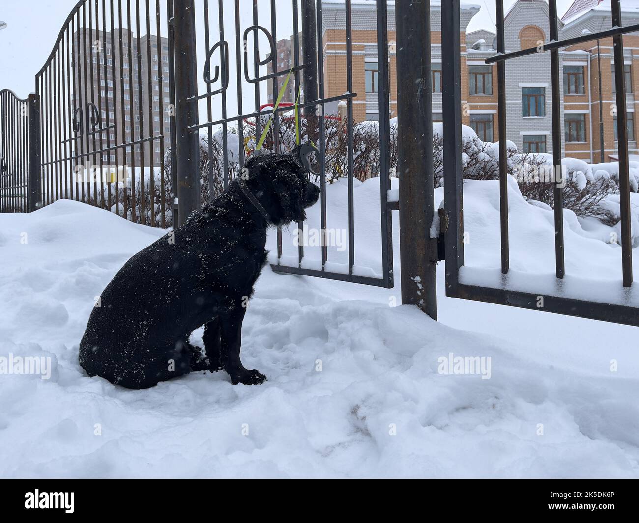 Dog is waiting for the owner in the winter tied to the fence. Stock Photo