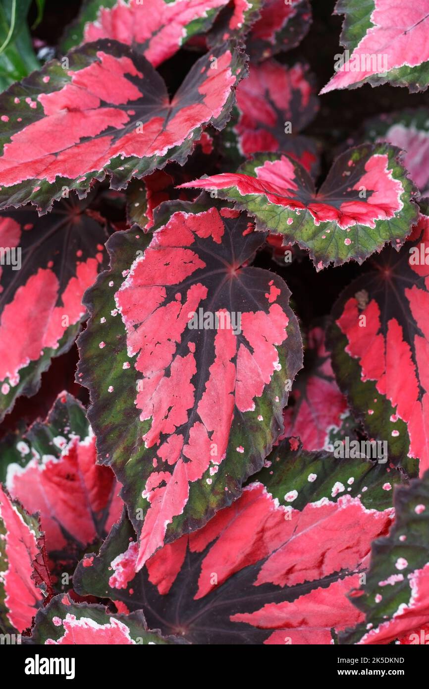 Begonia 'Hilo Holiday' leaves. Stock Photo