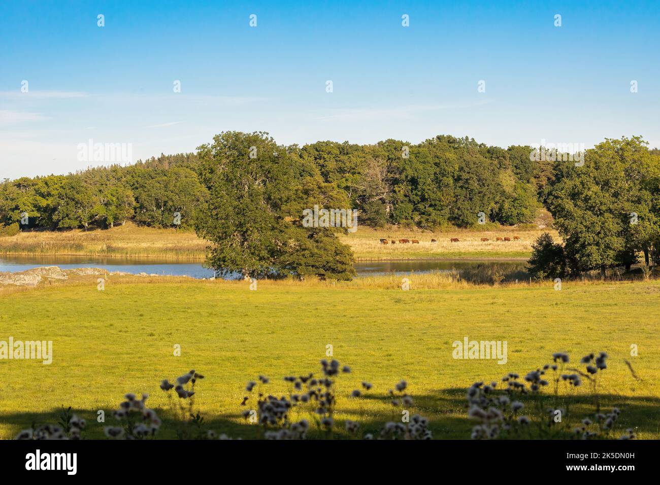 Sweden summer scenic hi-res stock photography and images - Alamy