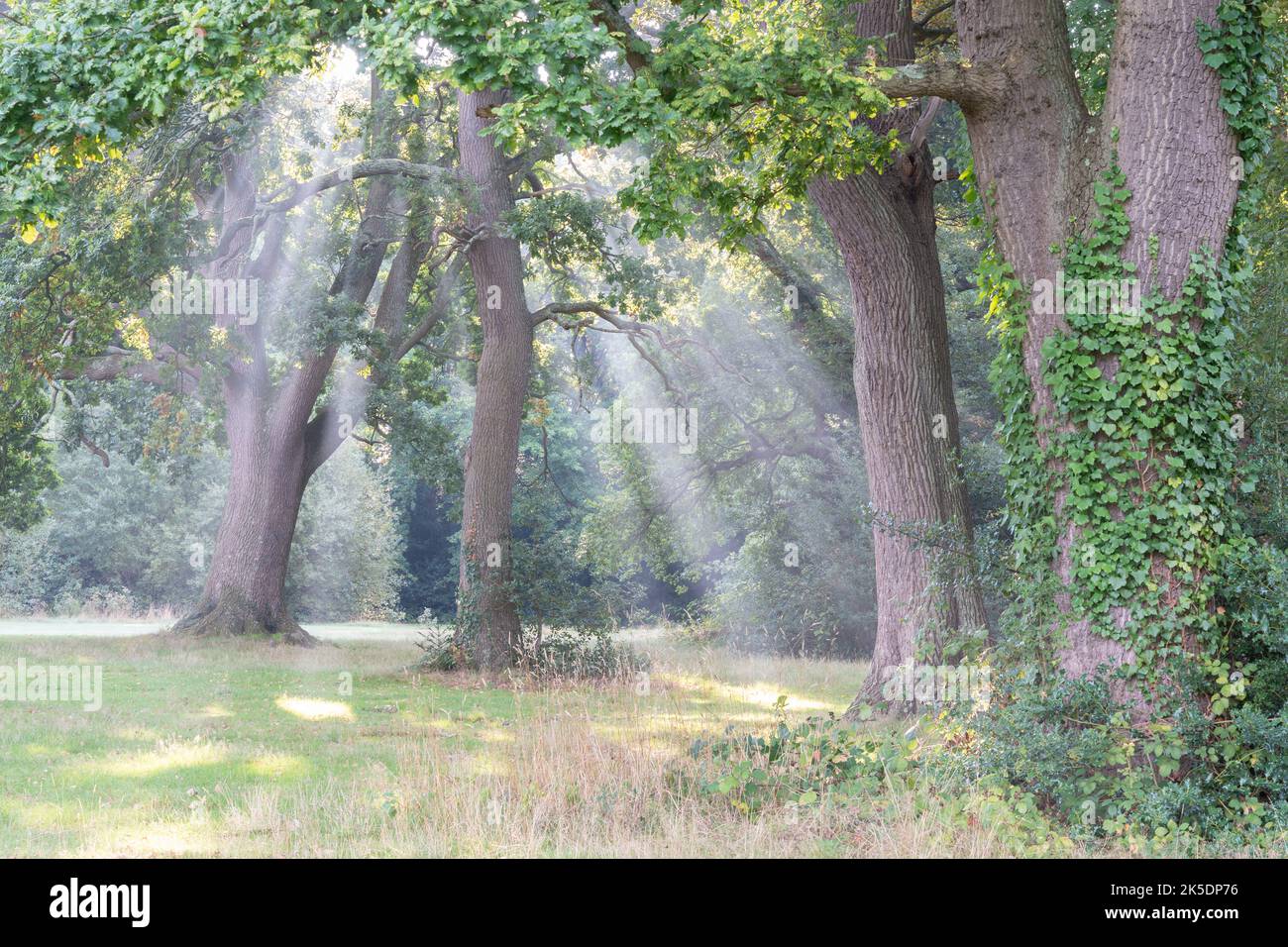 early morning sunshine on Southampton Common, Hampshire, UK Stock Photo