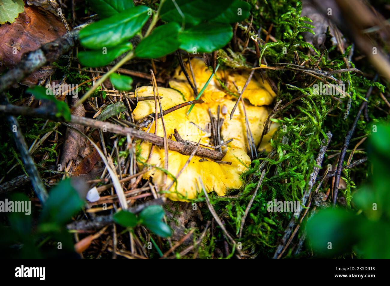 Top down view of dirty mushrooms in a black plastic container and a mushroom  cleaning brush on a textured surface Stock Photo