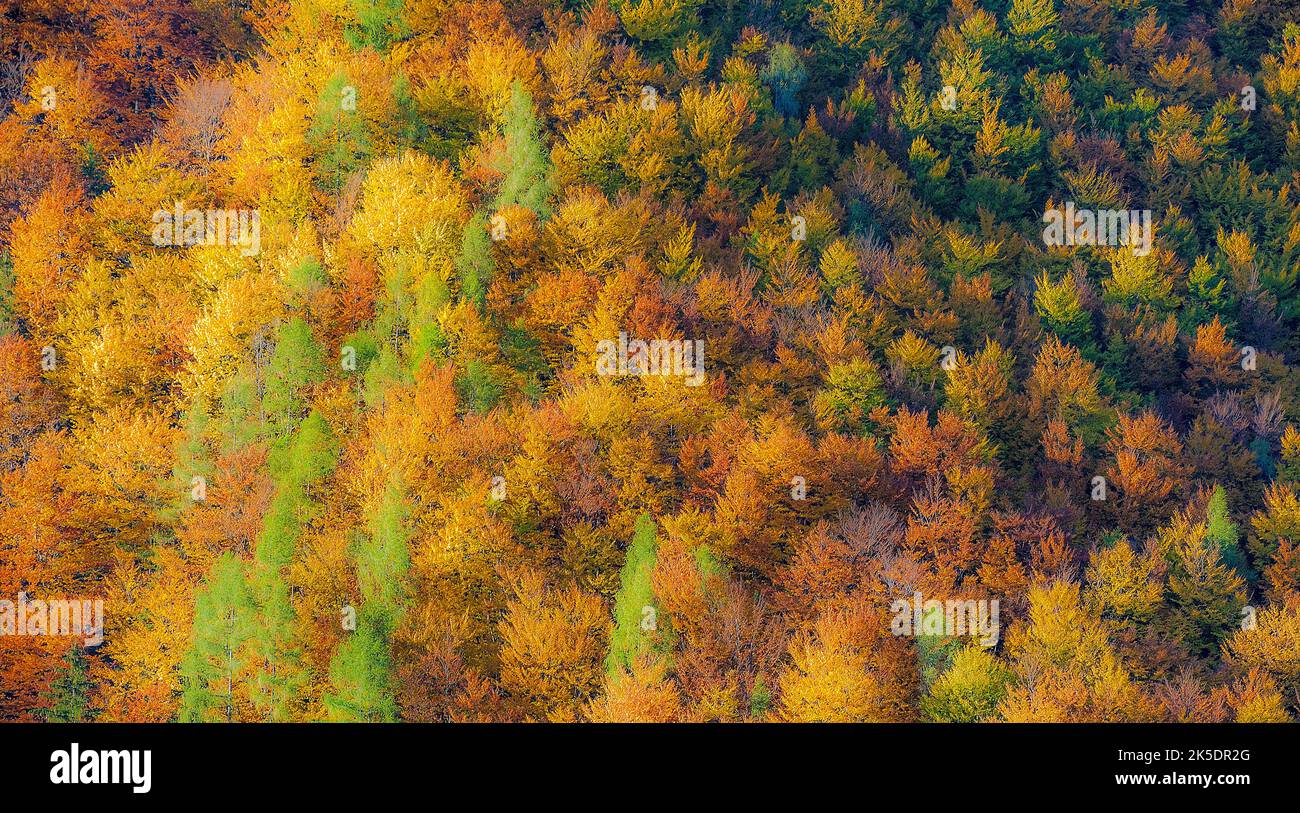 indian summer in mostviertel, Herbstlicher Wald im Mostiertel, Österreich,  austria Stock Photo