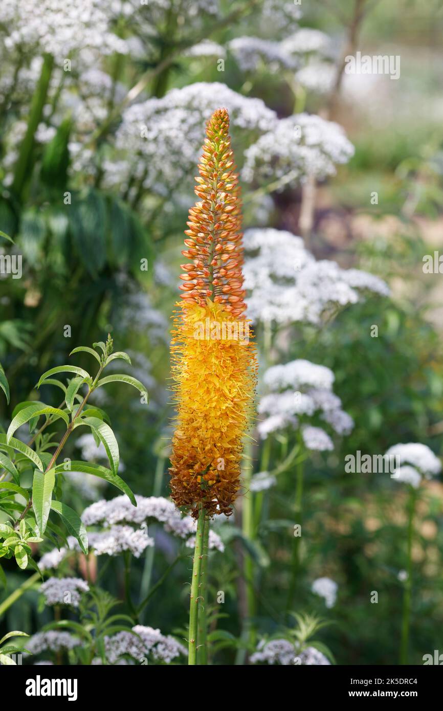 Eremurus flower. Foxtail Lily. Stock Photo