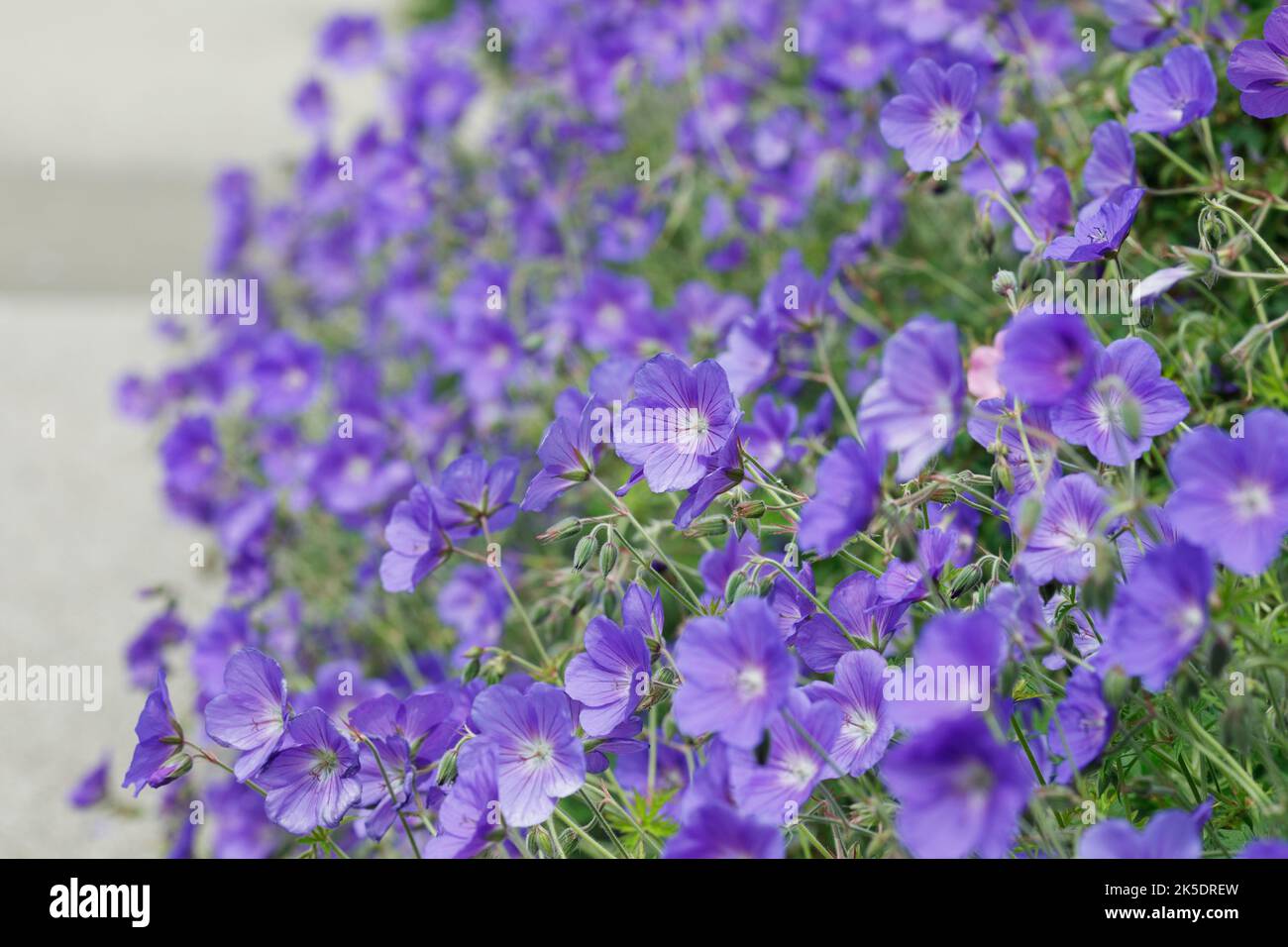 Geranium 'Rozanne' lining a pathway Stock Photo - Alamy