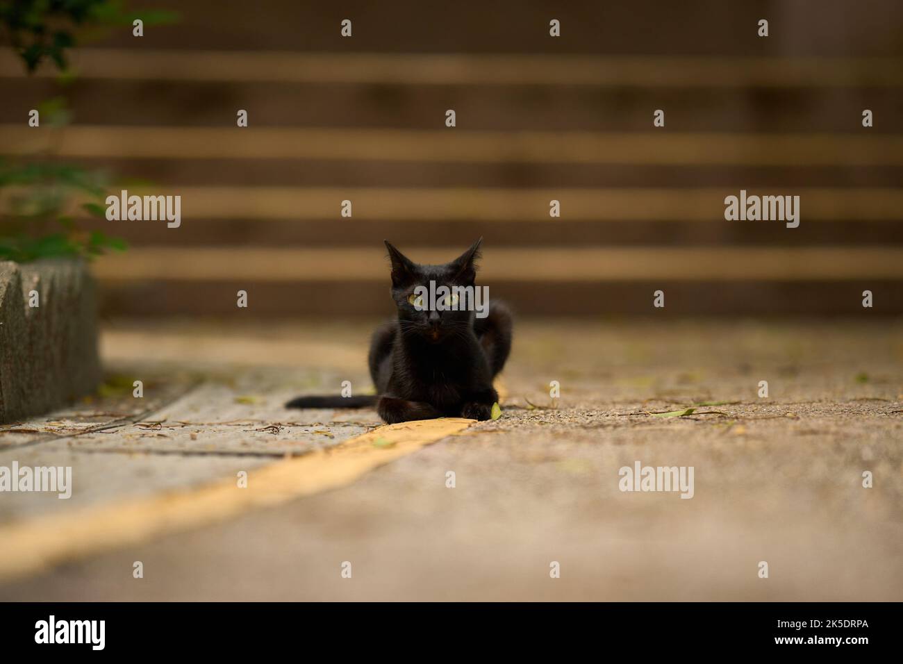 A black cat lying on a concrete surface outdoors Stock Photo - Alamy