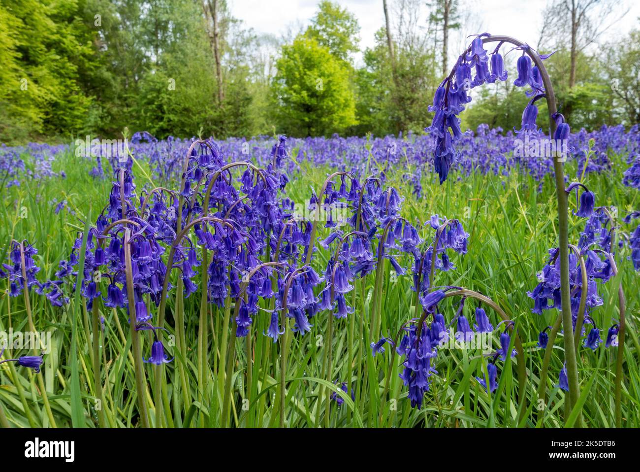The violet glow of a bluebells on display at Hampage Wood near Winchester in Hampshire, England, UK Stock Photo