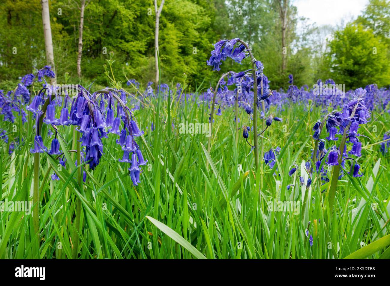 The violet glow of a bluebells on display at Hampage Wood near Winchester in Hampshire, England, UK Stock Photo
