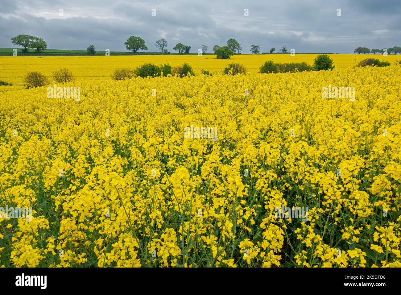 Fields of rapeseed growing next to the South Downs Way walking route in Hampshire, England, UK Stock Photo