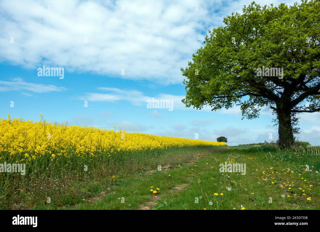 Fields of rapeseed growing next to the South Downs Way walking route in Hampshire, England, UK Stock Photo