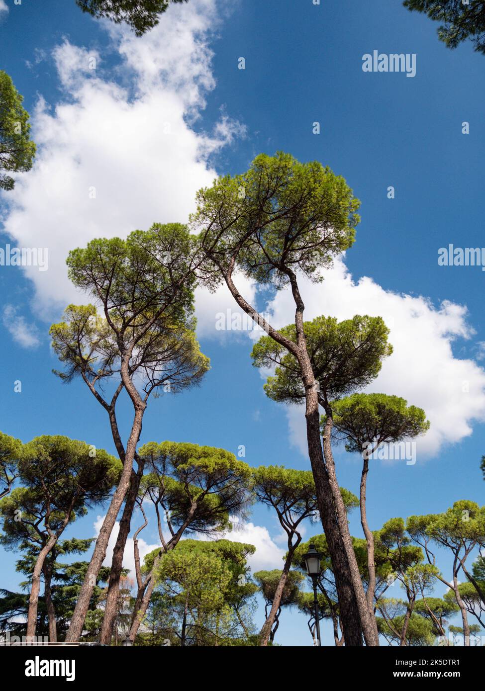 Aleppo Pine against the sky Stock Photo
