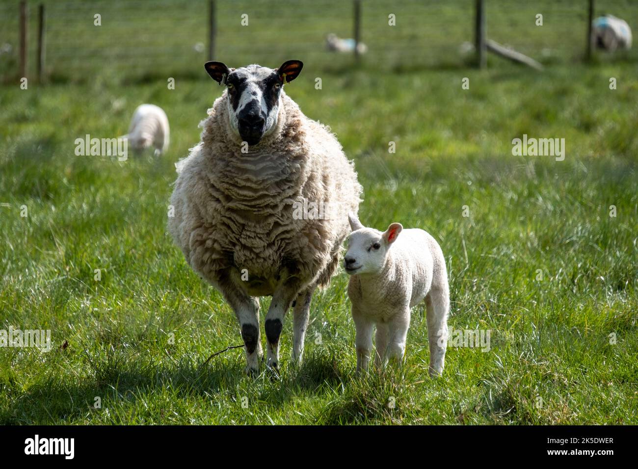 A sheep and her lamb in a field in Hanbury, Worcestershire. Stock Photo