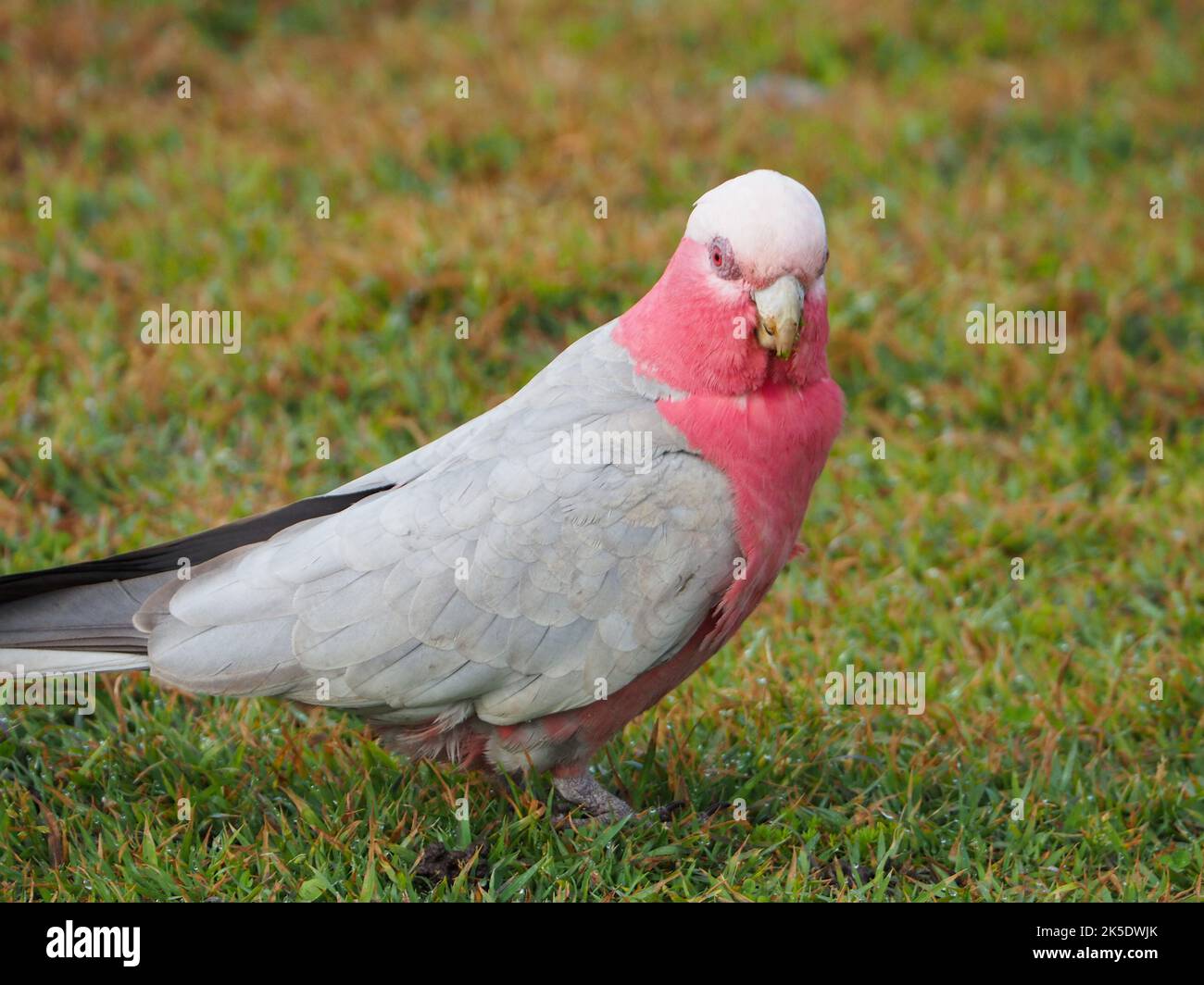 Australian Native Bird, a Galah or Pink and Grey Cockatoo, feeding on a wet grassy headland, red pink eye indicates female, Australia Stock Photo