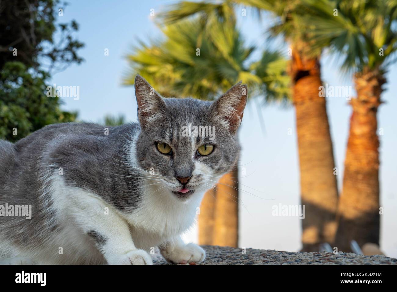 Ceylon cat hi-res stock photography and images - Alamy