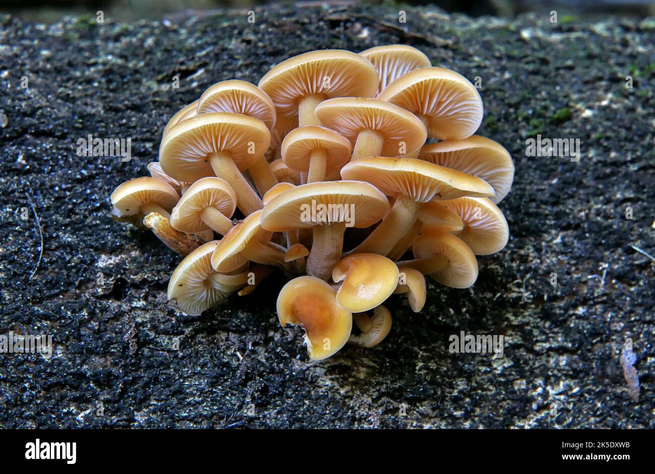 Flammulina velutipes. This small to medium sized saprobic fungus fruits in dense clusters during winter on both exotic and indigenous fallen or standing wood. Has a sticky pale yellow to rosy-orange brown cap darker in the centae; with a distinctively velvety stem that darkens from the base upward; without a ring and having attached, close gills. Common name: Velvet foot; Winter mushroom. Podocarp forest. Riccarton, Canterbury, New Zealand. Credit: BSpragg Stock Photo