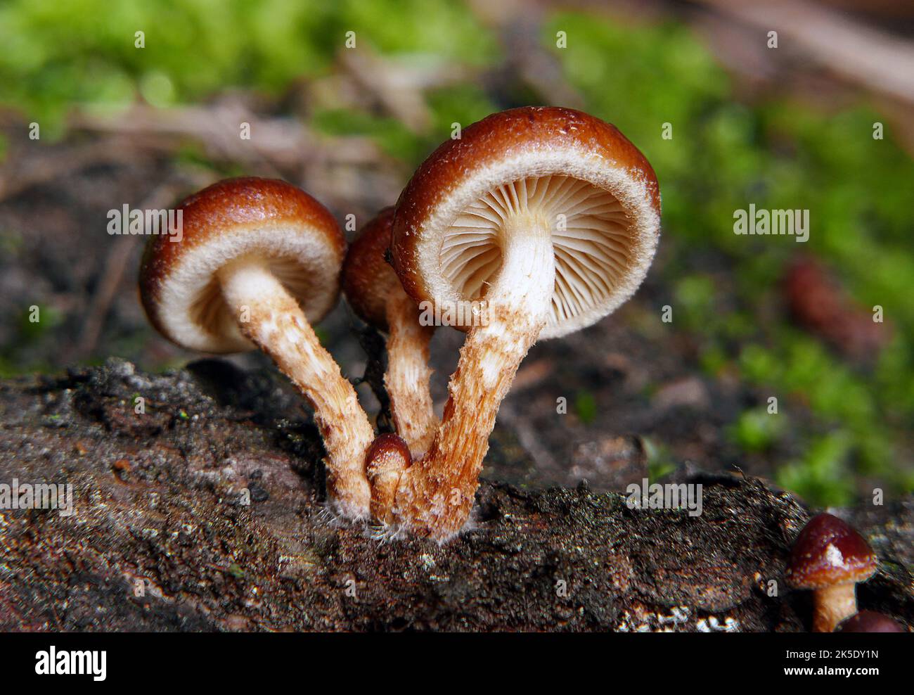 Cap mushrooms hi-res stock photography and images - Alamy