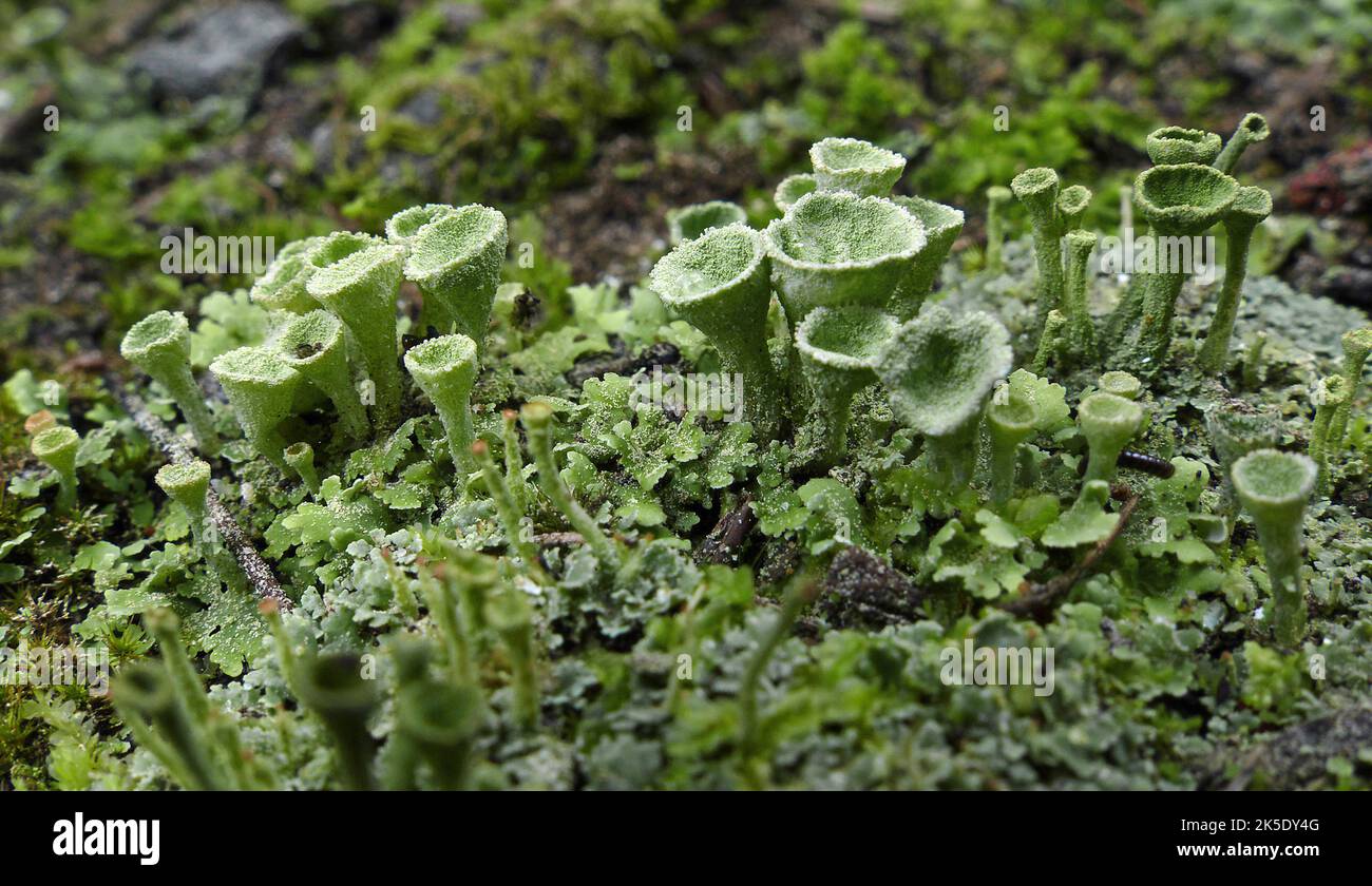 Likely Cladonia asahinae, the pixie cup lichen or Asahina's cup lichen, a species of cup lichen in the Cladoniaceae family. It grows on moss, particularly Chorisodontium aciphyllum, Polytrichum strictum, and Andreaea species. Credit: BSpragg Stock Photo