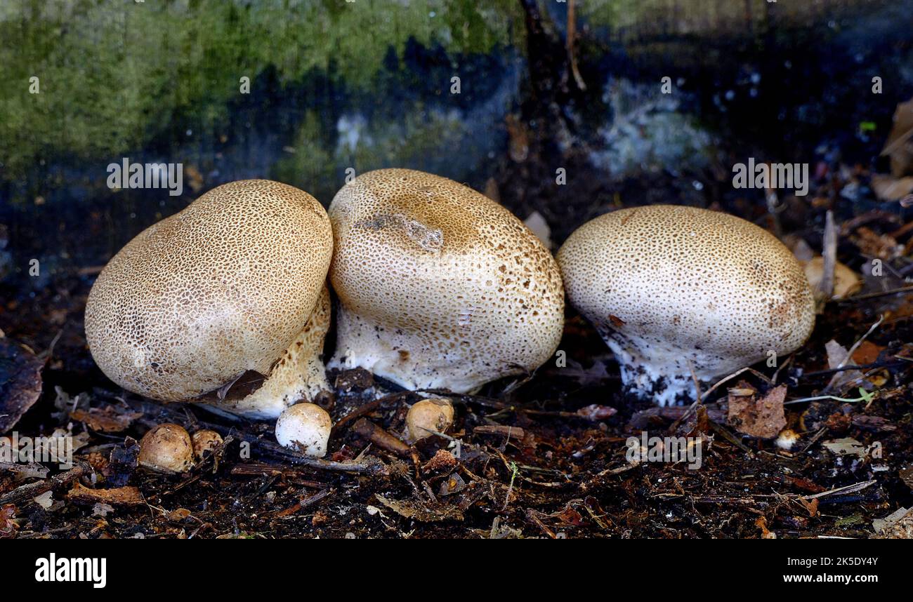 Calvatia is a genus of puffball mushrooms that includes the spectacular giant puffball C. gigantea. It was formerly classified within the now-obsolete order Lycoperdales, which, following a restructuring of fungal taxonomy brought about by molecular phylogeny, has been split; the puffballs, Calvatia spp. are now placed in the family Agaricaceae of the order Agaricales. Most species in the genus Calvatia are edible when young, though some are best avoided, such as Calvatia fumosa, which has a very pungent odour. Photographed in New Zealand. Credit: BSpragg Stock Photo