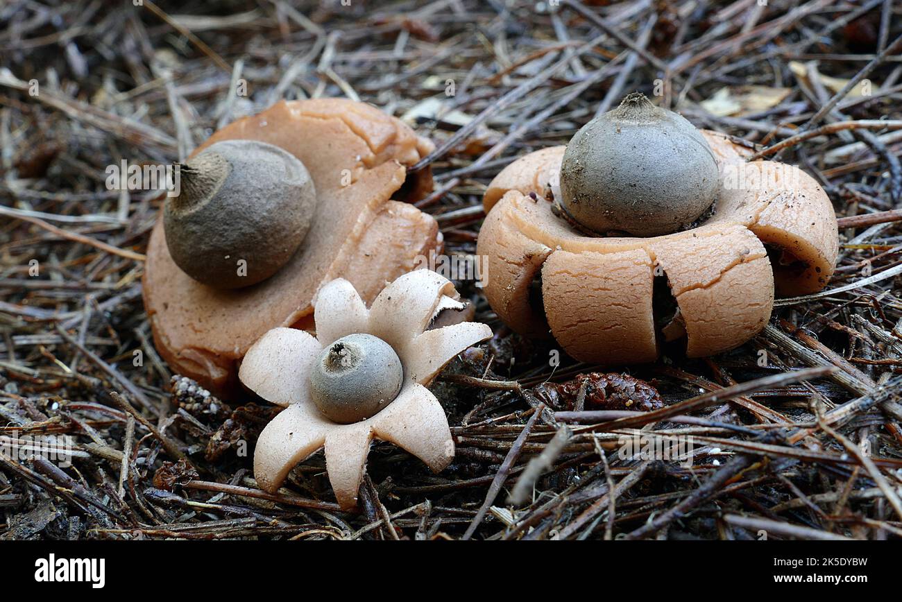 Geastrales is an order of gasterocarpic basidiomycetes (fungi) that are related to Cantharellales. The order contains the single family Geastraceae, commonly known as 'earthstars', which older classifications had placed in Lycoperdales, or Phallales. Approximately 64 species are classified in this family, divided among eight genera Credit: BSpragg Stock Photo
