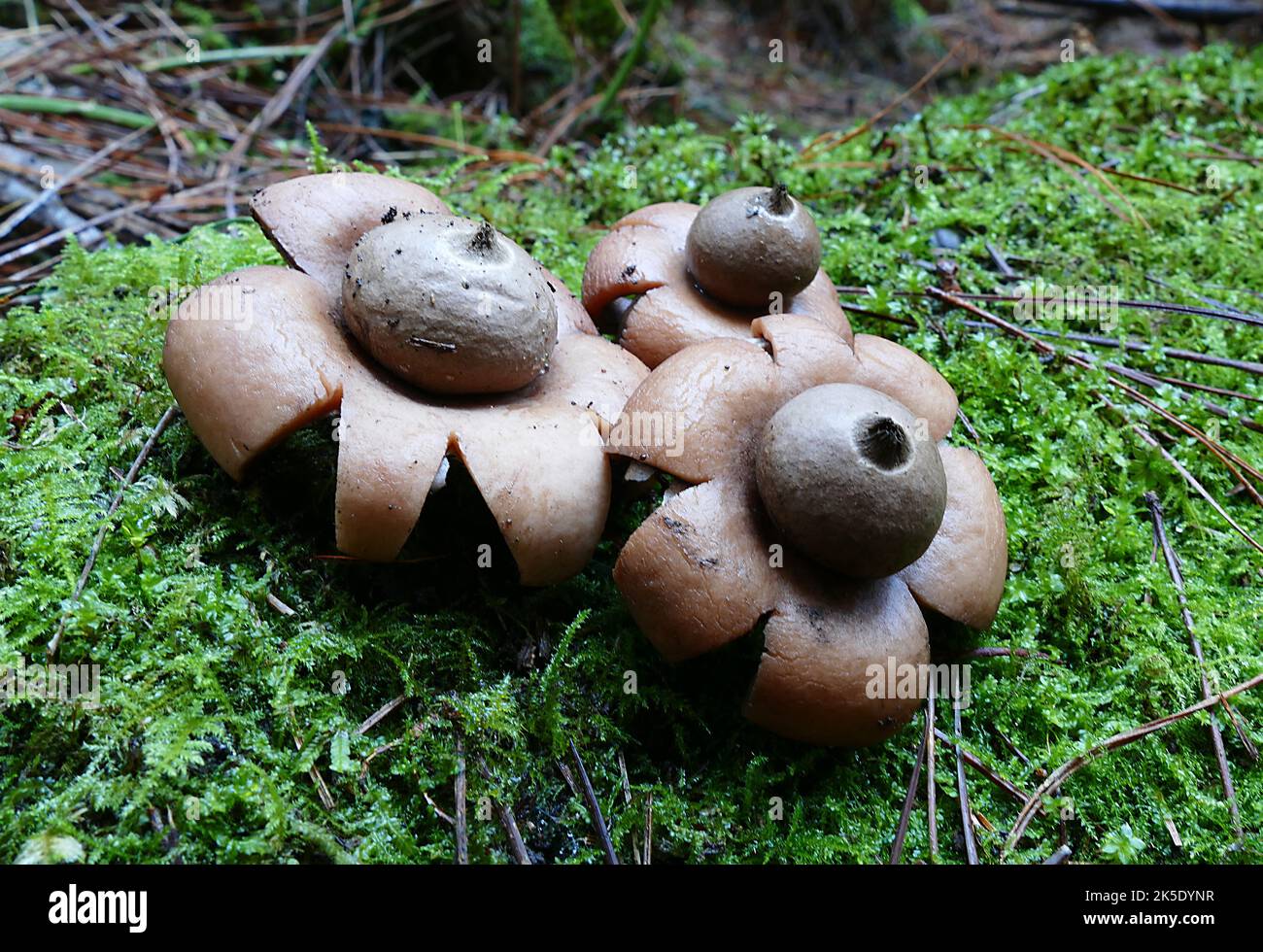 Geastrum saccatum, commonly known as the rounded earthstar, is a species of mushroom belonging to the genus Geastrum. It has a worldwide distribution and is found growing on rotting wood. It is considered inedible because of its bitter taste. The opening of the outer layer of the fruiting body in the characteristic star shape is thought to be due to a buildup of calcium oxalate crystals immediately prior to dehiscence. G. saccatum is distinguished from other earthstars by the distinct circular ridge or depression surrounding the central pore. ?Credit: BSpragg Stock Photo