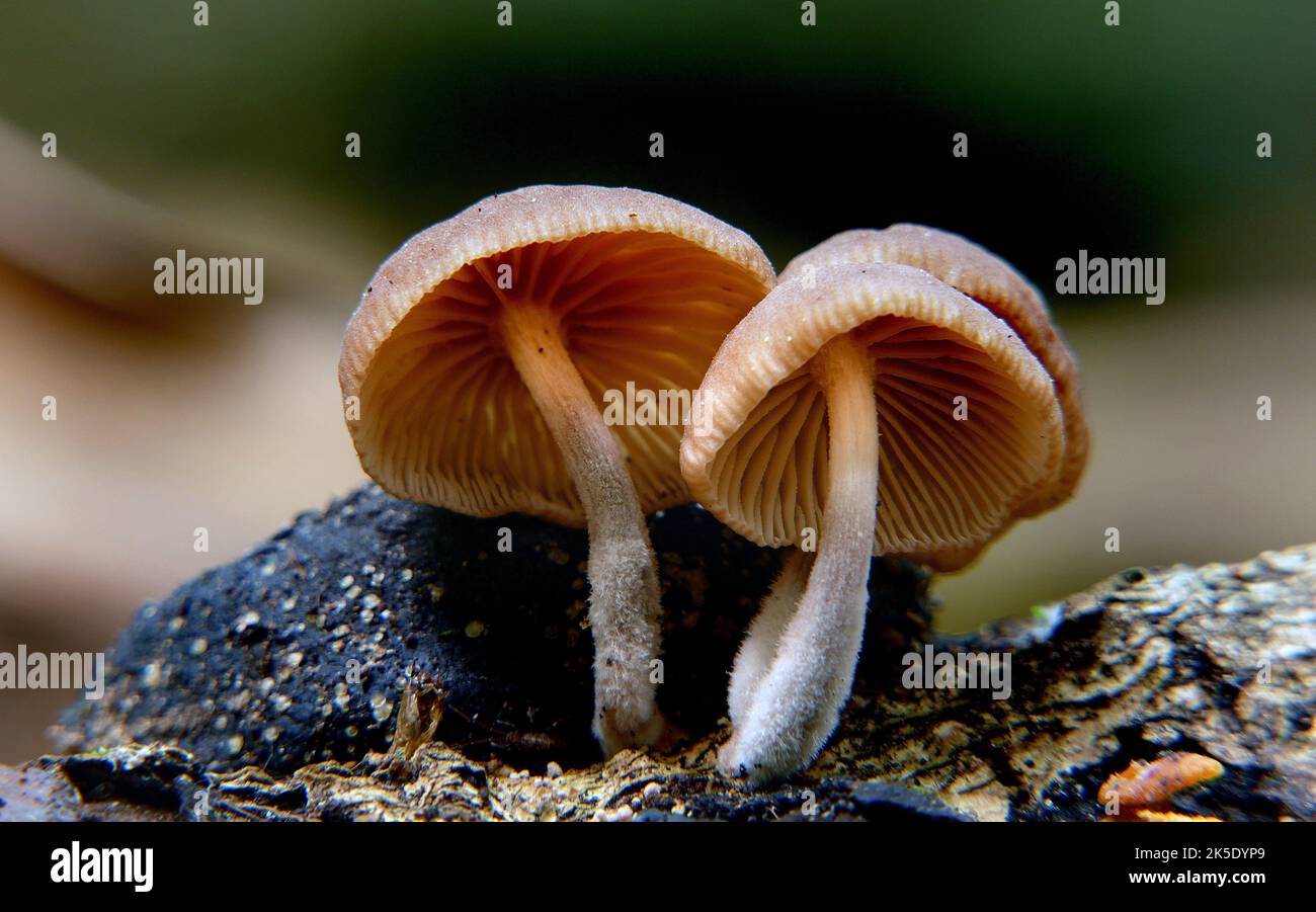 Gymnopilus eucalyptorum is a species of mushroom in the family Cortinariaceae. The Cortinariaceae are a large family of gilled mushrooms found worldwide, containing over 2100 species. The family takes its name from its largest genus, the varied species of the genus Cortinarius. Stock Photo