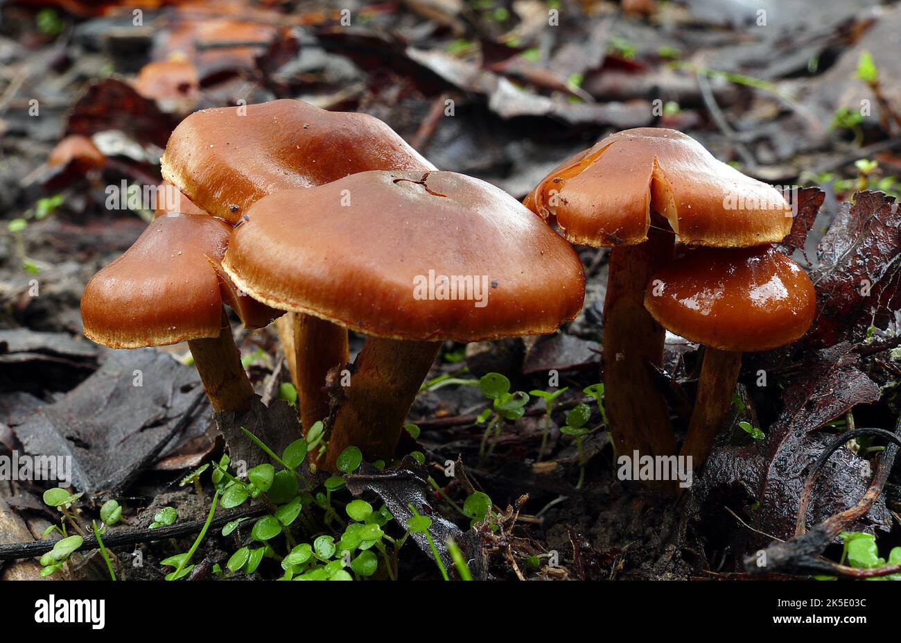 Fungus found on wood chips hires stock photography and images Alamy