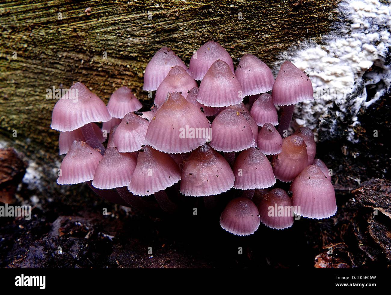 Mycena haematopus, commonly known as the bleeding fairy helmet, the burgundy drop bonnet, or the bleeding Mycena, is a species of fungus in the family Mycenaceae, of the order Agaricales. It is widespread and common in Europe and North America, and has also been collected in Japan and Venezuela. It is saprotrophicÑmeaning that it obtains nutrients by consuming decomposing organic matterÑand the fruit bodies appear in small groups or clusters on the decaying logs, trunks, and stumps of deciduous trees, particularly beech. Credit: BSpragg Stock Photo