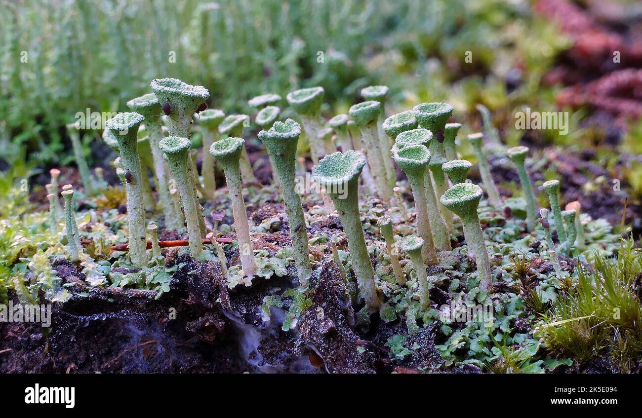Possibly Cladonia pyxidata. Cladonia pyxidata or the pebbled cup lichen is a species of cup lichen in the family Cladoniaceae. It is host to the lichenicolous fungus Lichenoconium pyxidatae. Photographed in New Zealand. Credit: BSpragg Stock Photo