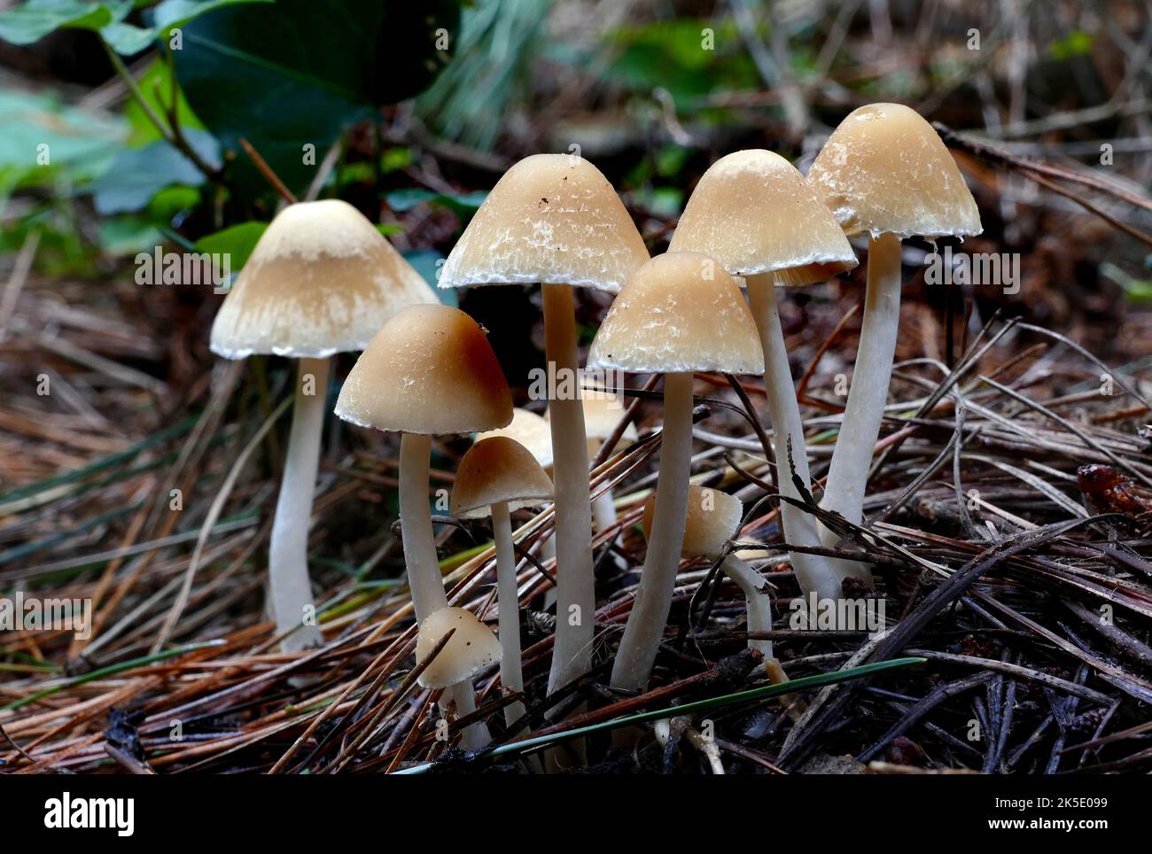 Likely Psathyrella, a large genus of about 400 species, and is similar to the genera Coprinellus, Coprinopsis, Coprinus and Panaeolus, usually with a thin cap and white or yellowish white hollow stem. The caps do not self digest as do those of Coprinellus and Coprinopsis. Some also have brown spores rather than black. These fungi are often drab-colored, difficult to identify, and all members are considered inedible or worthless (for eating) and so they are often overlooked. However they are quite common and can occur at times when there are few other mushrooms to be seen. Credit: BSpragg Stock Photo